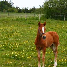 New Forest Calandias Firefly