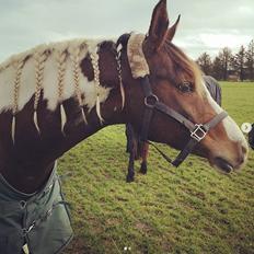 Pinto Araber Phantom's Tarik DE