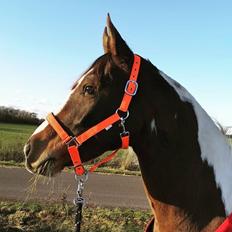 Pinto Araber Phantom's Tarik DE