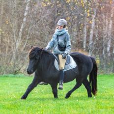 Islænder Bára fra Stiesholm [Lama]