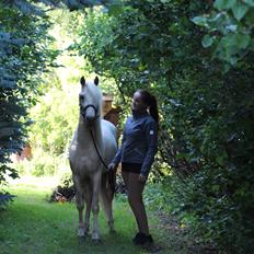 Welsh Partbred (Sec F) Aastrupgaards Eros