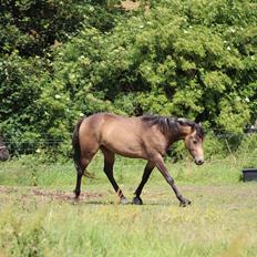 Welsh Partbred (Sec F) Aastrupgaards tornado