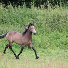 Welsh Partbred (Sec F) Aastrupgaards tornado