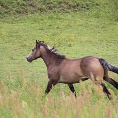 Welsh Partbred (Sec F) Aastrupgaards tornado