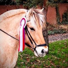 Fjordhest Toftegårdens Tjalfe