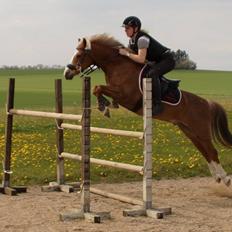 Welsh Pony (sec B) Clausholm volvo (IR) SOLGT