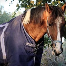 Anden særlig race Anton wilam