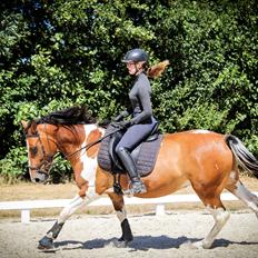 Anden særlig race Anton wilam