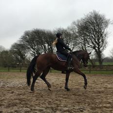 Dansk Varmblod Salsa