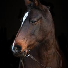 Knabstrupper Jamaicas Drøm