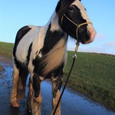 Irish Cob Phoibe