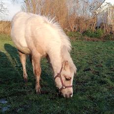 Welsh Mountain (sec A) noerrelide's Santos 