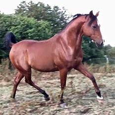 Arabisk fuldblod (OX) RAINMANN OX 