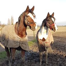 Trakehner Caos 