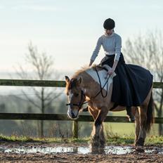 Irish Cob Crossbreed Toftgårds Amigo