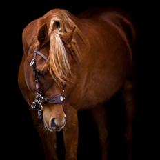 Arabisk fuldblod (OX) Norx NWA ox