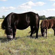 Shetlænder Nightdust