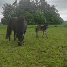 Shetlænder Nightdust