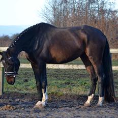 Dansk Varmblod Laetus ziva - SOLGT