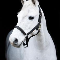 Welsh Pony (sec B) Bakkegaarden's Oliver