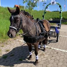 Anden særlig race Fleaur (Rip 10 Juni 2021)