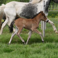 Islænder Útrás Frá Holtsmúla 1