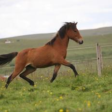 Islænder Útrás Frá Holtsmúla 1