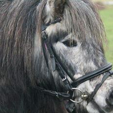 Shetlænder Silver