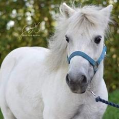 Shetlænder Silver