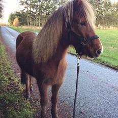 Islænder Perla Prinsessa fra Maag Kongenshøj