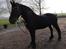 Frieser wijtske HD