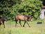 Welsh Partbred (Sec F) Aastrupgaards tornado