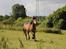 Welsh Partbred (Sec F) Aastrupgaards tornado