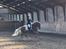 Haflinger Wildfang-U-W - Opvarmning til LA%
