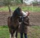 Welsh Cob (sec D) Bøgehøj's Miss Jardore