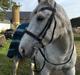 Hollandsk Varmblod Flying Dutch Boy (Futte)