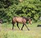 Welsh Partbred (Sec F) Aastrupgaards tornado