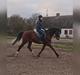 Trakehner Caos 