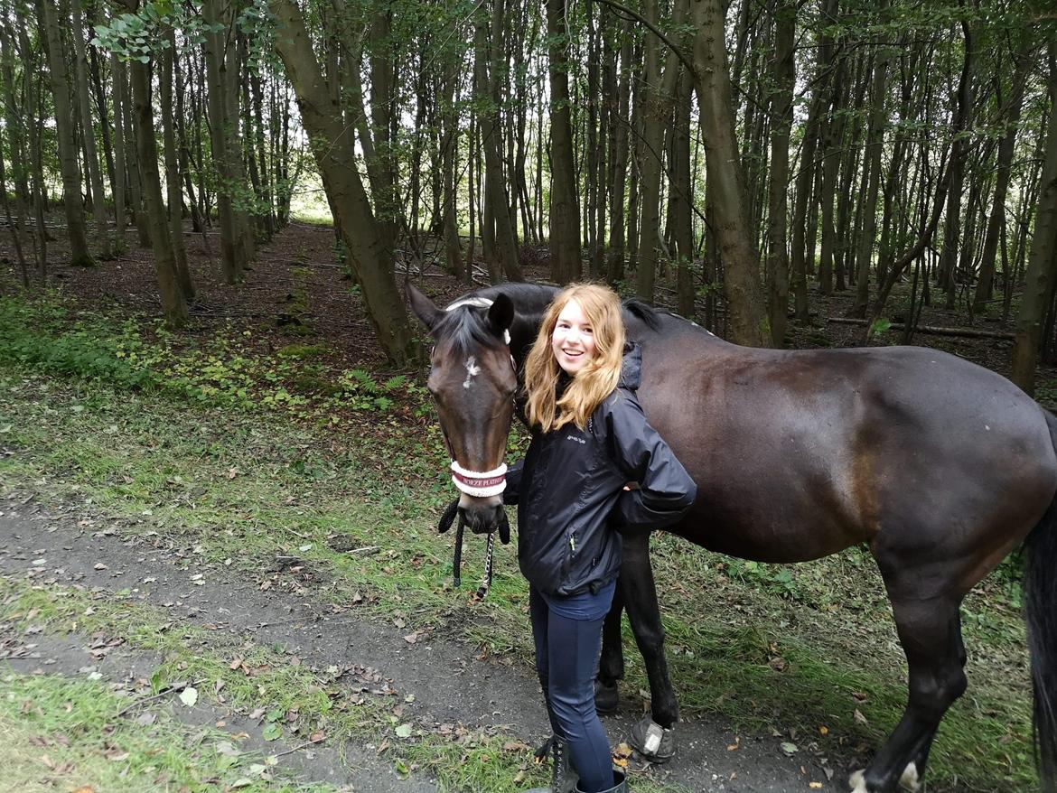 Tysk Sportspony | Etna | *Lille Pigen* |  billede 31