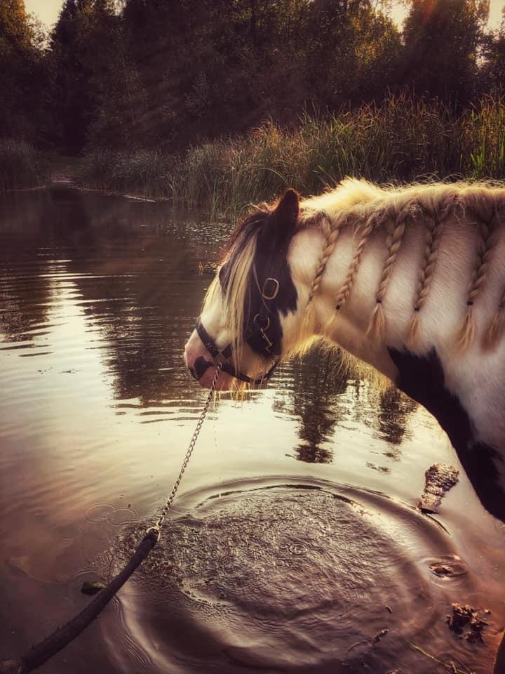 Irish Cob Luna ( Surprice Of Survivor) - smukke pony <3 billede 8