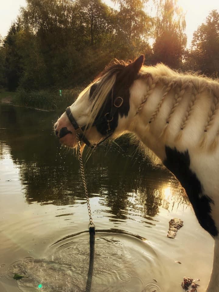 Irish Cob Luna ( Surprice Of Survivor) - Luna's anden tur ved Hestebadesøen<3 vandet var kanp så skræmmende denne her gang og vi dybede hovene og smagte på vandet <3 billede 5