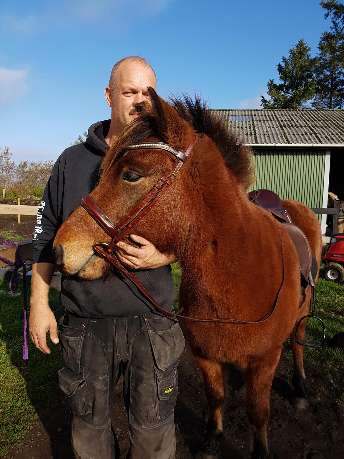 Islænder Sigurdur fra Lindegården SOLGT billede 34