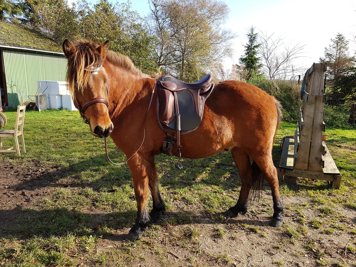 Islænder Sigurdur fra Lindegården SOLGT billede 35