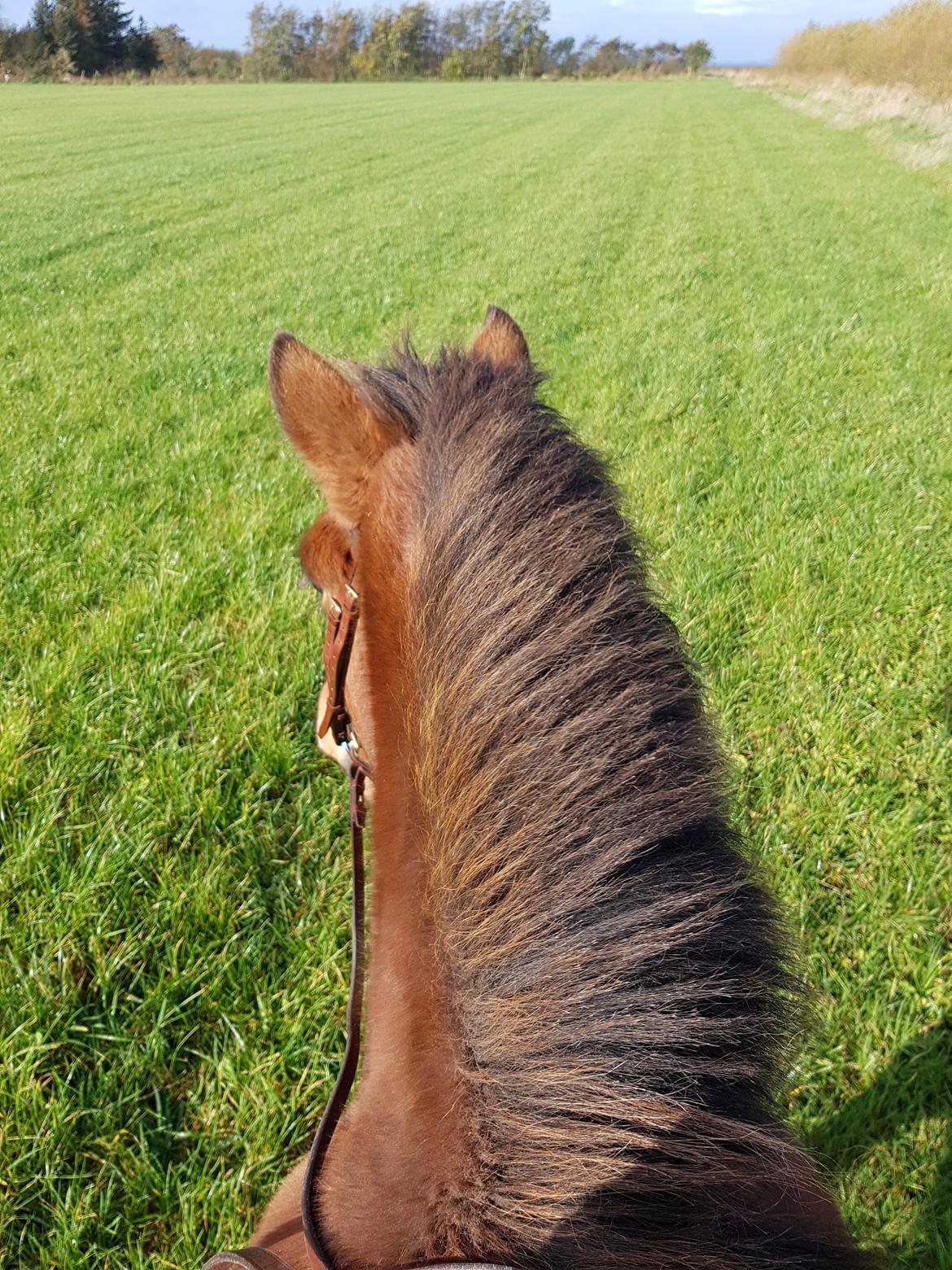 Islænder Sigurdur fra Lindegården SOLGT billede 36