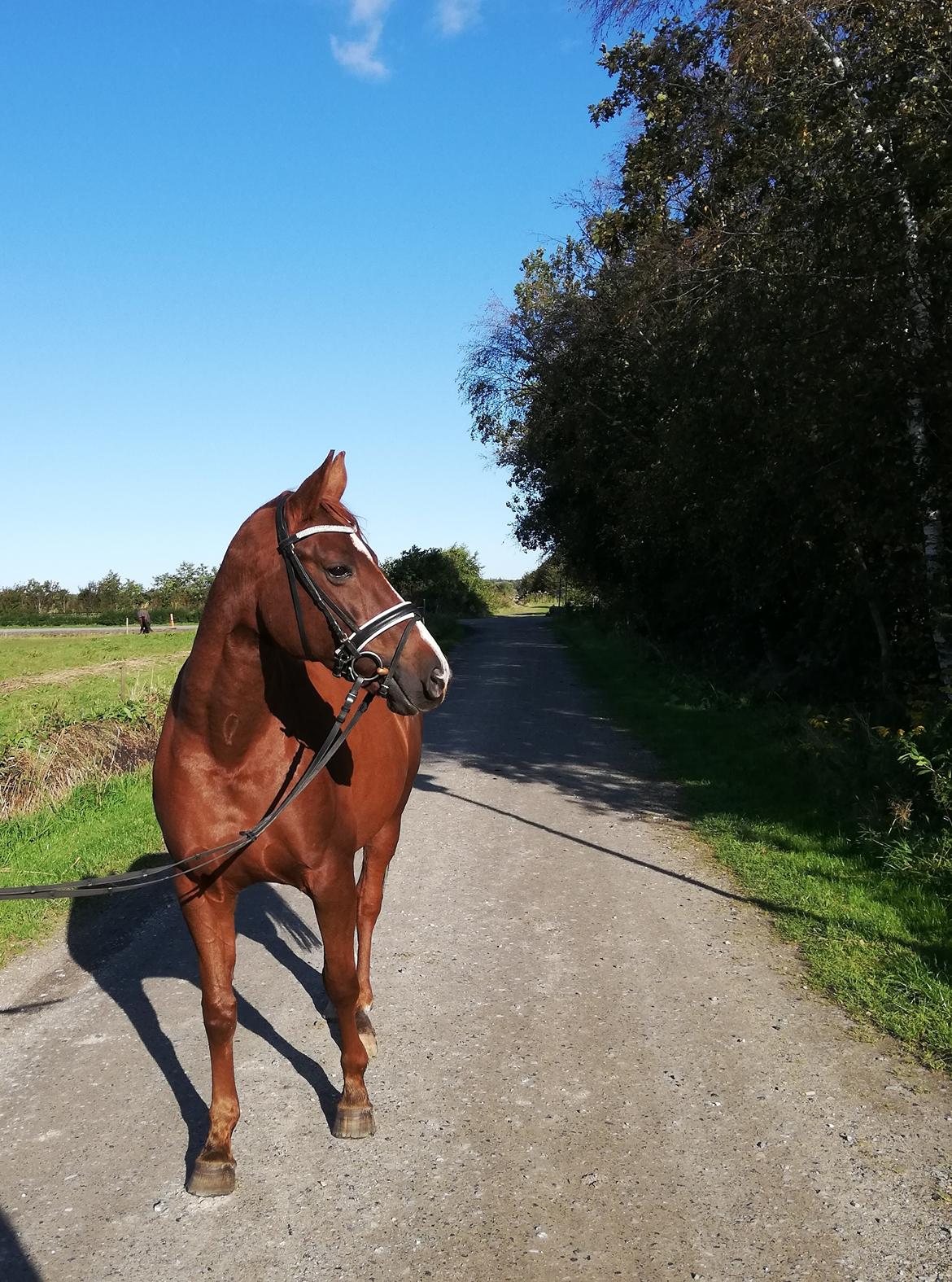 Dansk Varmblod Laurberggaard's L'etoile billede 1