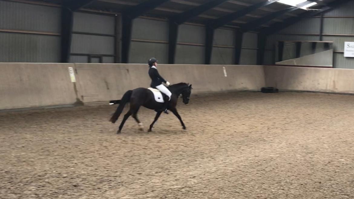 New Forest Odden's mohita billede 3