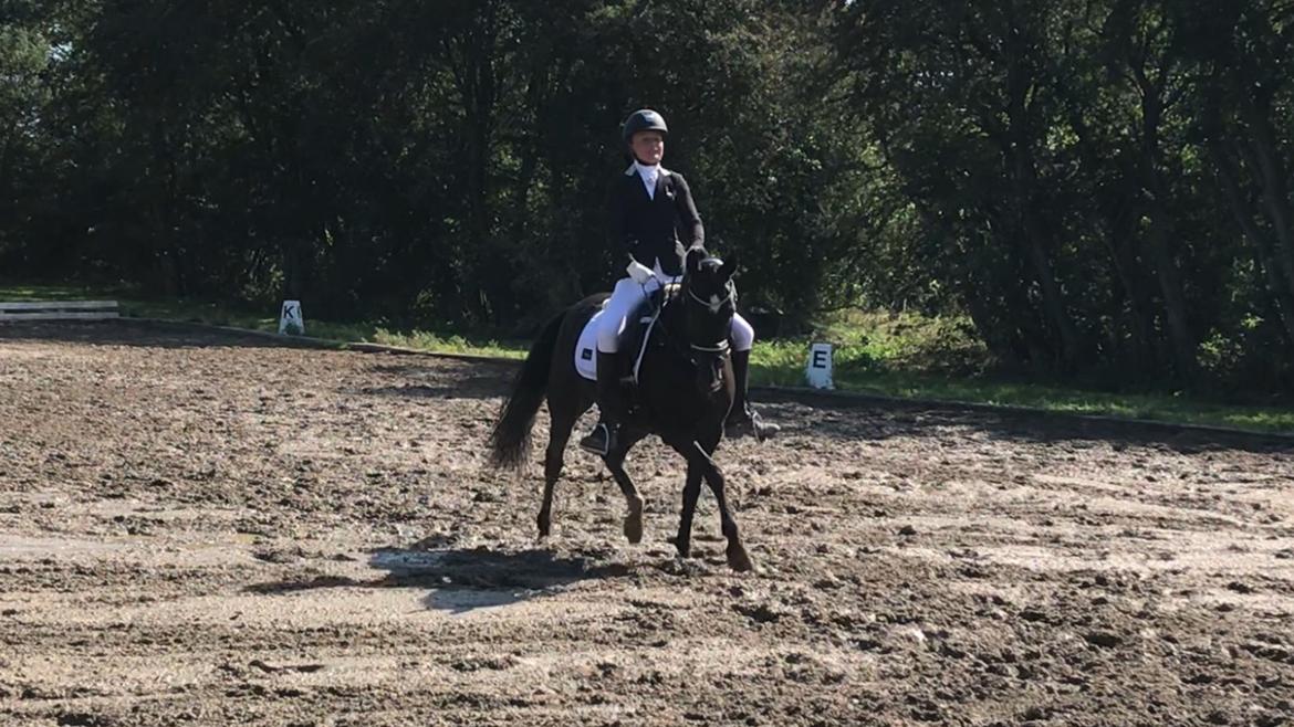 New Forest Odden's mohita - C stævne i Hammerum billede 5