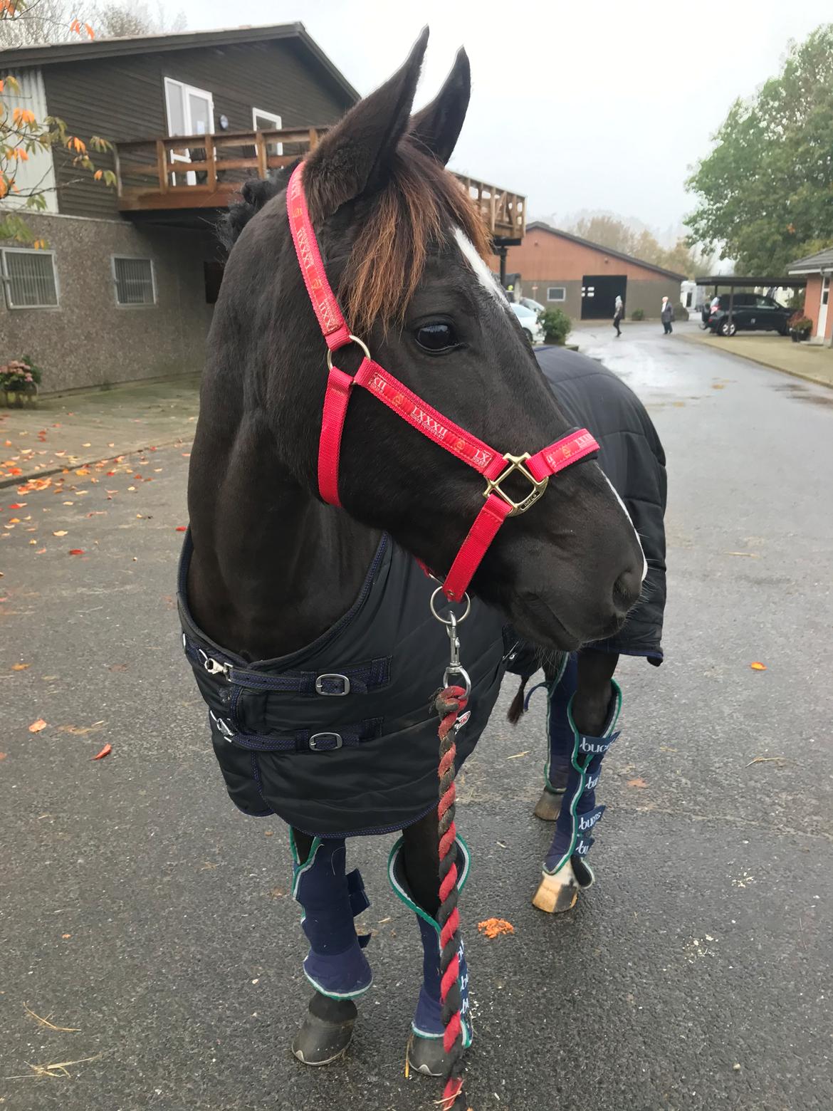 New Forest Odden's mohita billede 6