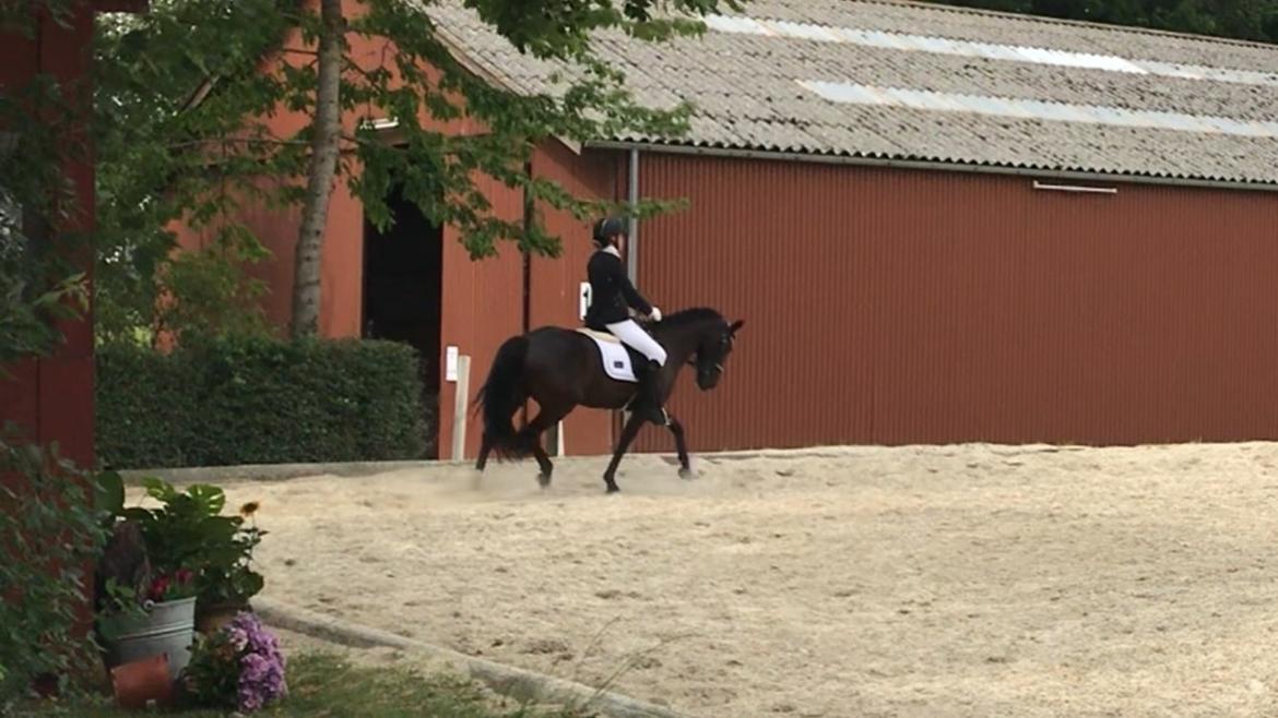 New Forest Odden's mohita - Dressurstævne 3pl i La1 billede 1