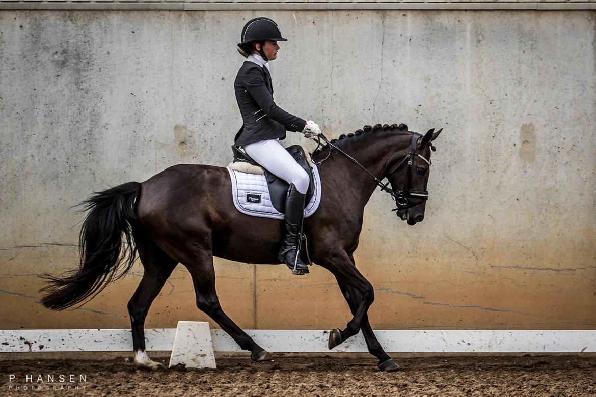 New Forest Odden's mohita - C-stævne i Silkeborg billede 9
